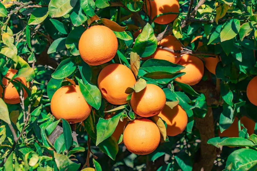 Ripe oranges on the branch, lit from behind