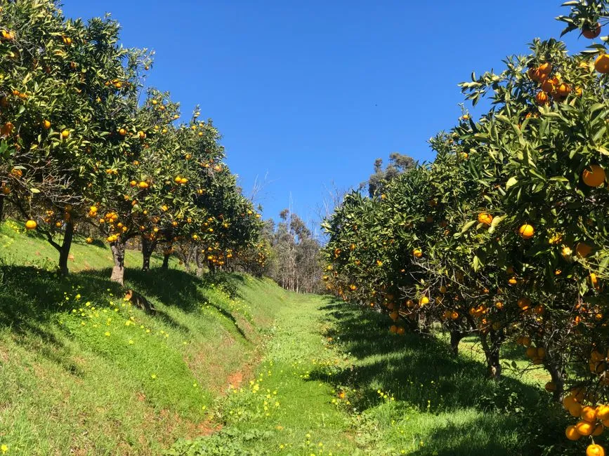 Rows of orange trees in an established grove under morning light