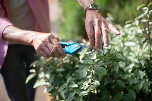 Hands pruning a shrub with secateurs in a sunny garden